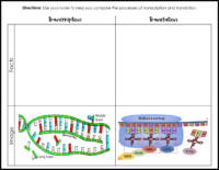 Transcription vs Translation