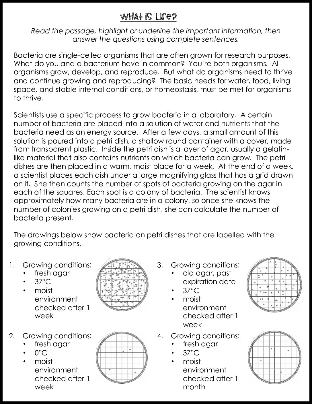 What İs Life Worksheet