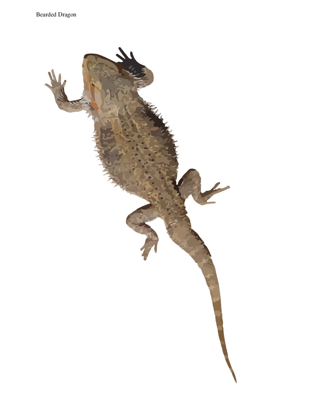 Grade2.3.A2.1 Length İn Centimeters Bearded Dragon