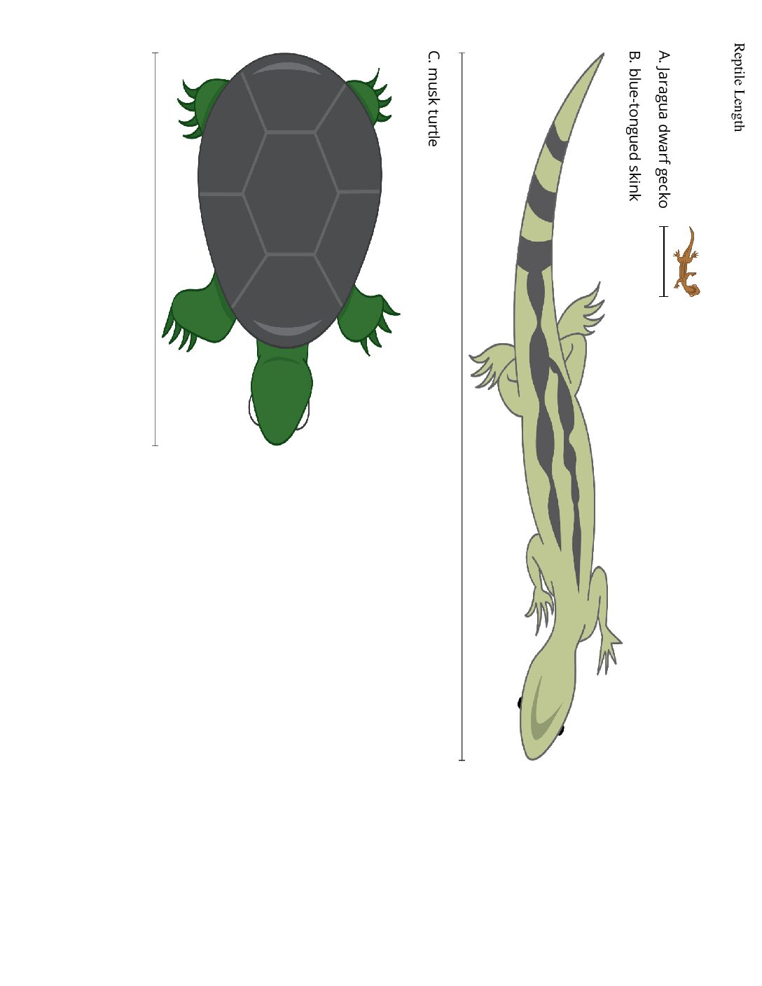 Grade2.3.A2.2 Measure With 10 Centimeter Tools Reptile Length