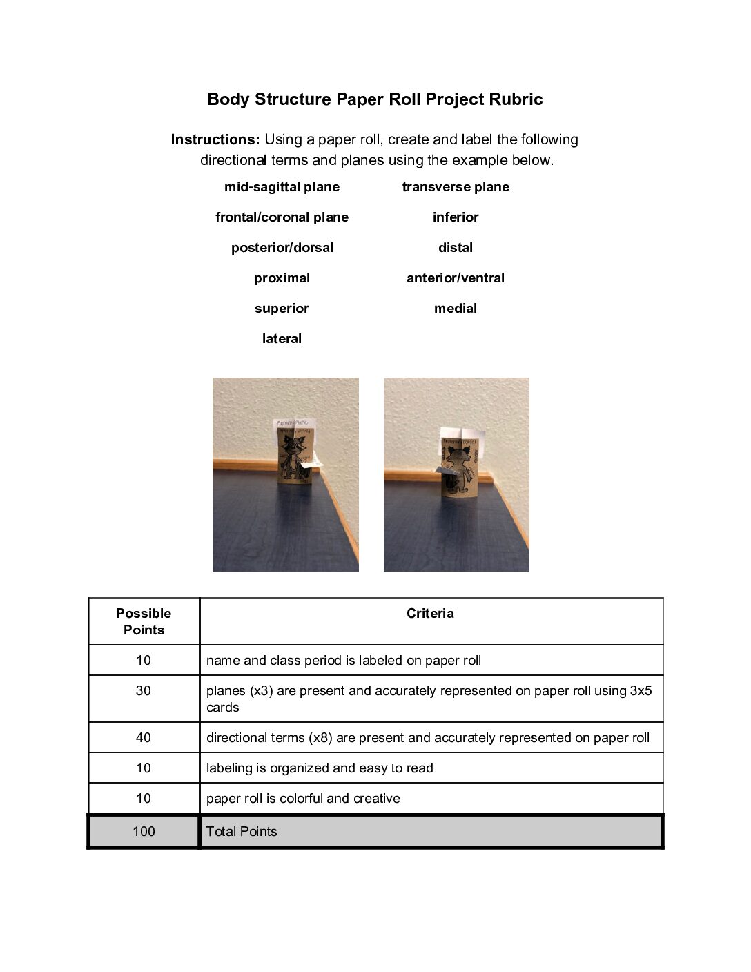 Body Structure Paper Roll Project
