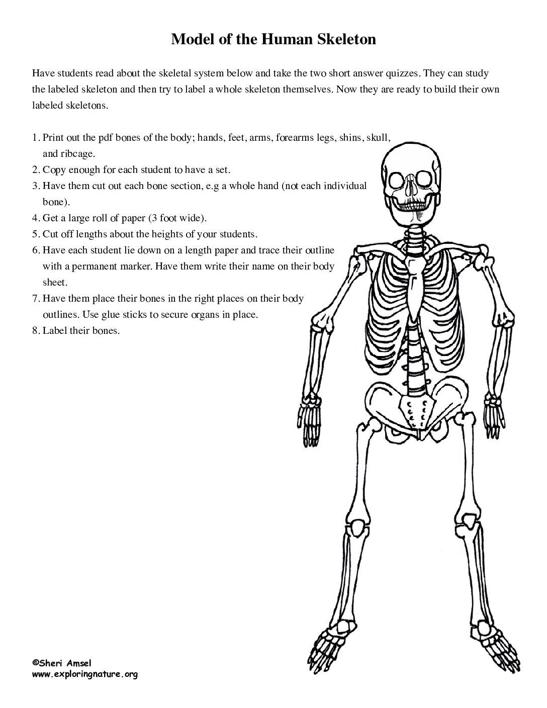 Human Skeleton Model Activity 2
