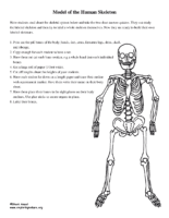 Human Skeleton Model Activity 2