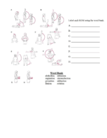Rom Labeling Activity