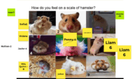 Sel Hamster