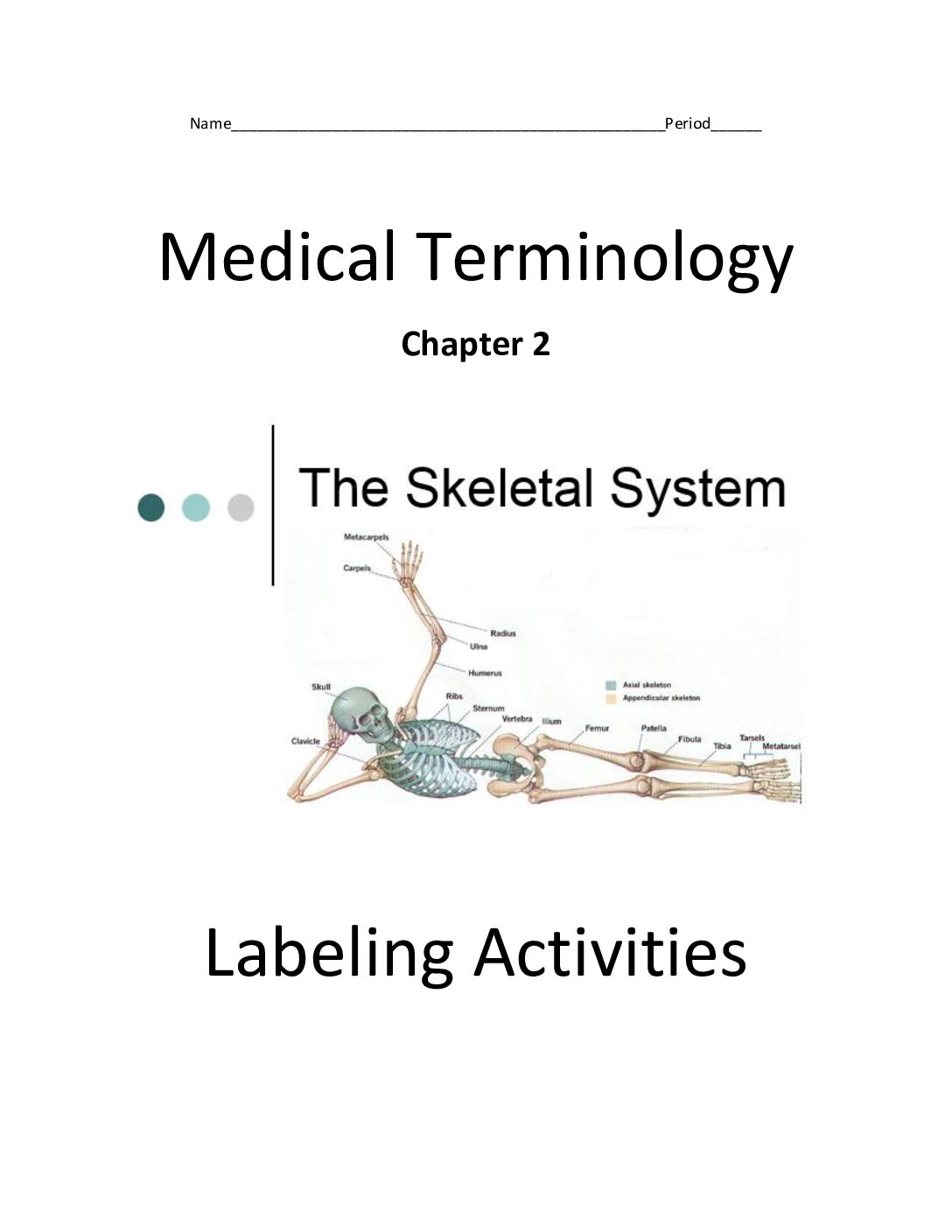 Skeletal System Labeling Packet