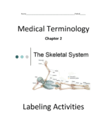 Skeletal System Labeling Packet