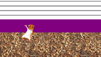 Small Mammal Incentive